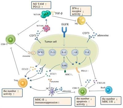 Frontiers | Changes of tumor microenvironment in non-small cell